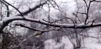 Ordu'da Kar Yağışı Sonrası Zirai Don Tehlikesi Uyarısı