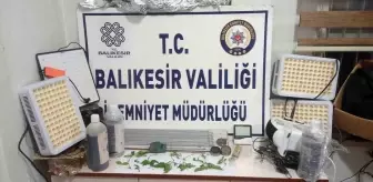 Susurluk'ta Uyuşturucu Baskını: Kenevir Bitkileri Ele Geçirildi