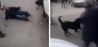 İstanbul'un göbeğinde pitbull dehşeti!