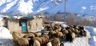 Bitlis'te Besiciler Zorlu Kış Şartlarına Rağmen Hayvanlarını Besliyor