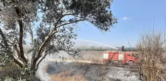 Erzin'de Sazlık Alanda Yangın Şansı ile Kontrol Altına Alındı