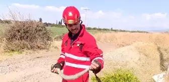 Hatay'da Yılan Panik Yaratmadı, İtfaiye Ekipleri Tarafından Yakalandı