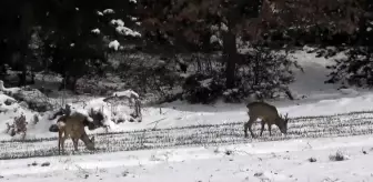 Kastamonu'da Karacalar Köylere İndi