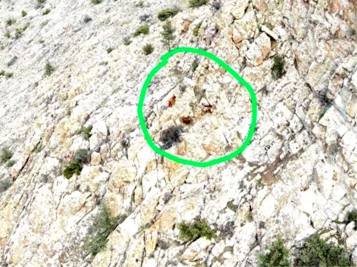 Eskişehir'de Kayıp 4 Küçükbaş Hayvan Drone ile Bulundu