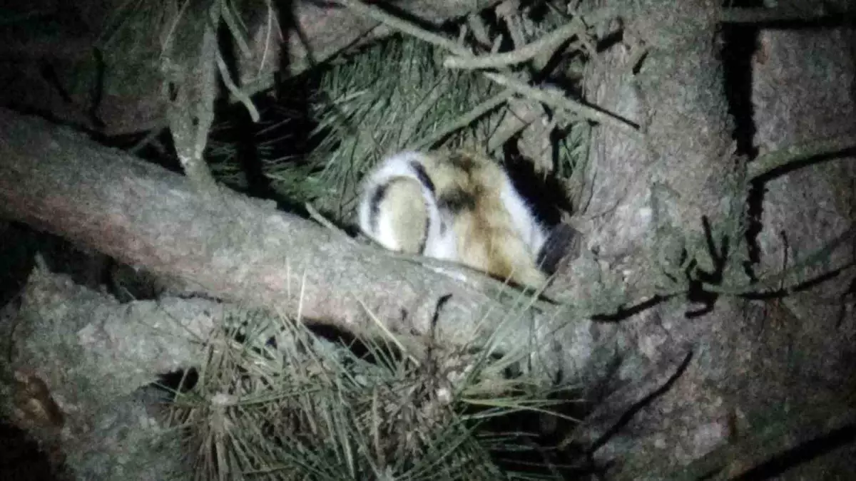 Ağaçta Mahsur Kalan Kedi İtfaiye Ekipleri Tarafından Kurtarıldı