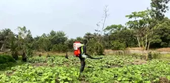 TİKA, Gine'de Tarımsal Üretimi Artırmak İçin Destek Sağladı