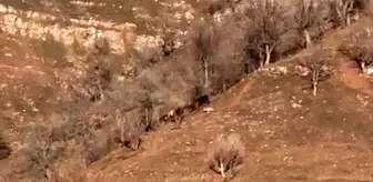 Hakkari'de Kurt Saldırısı: Bir İnek Yaralandı