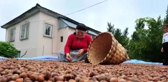 Düzce'den AB Ülkelerine 5 Bin 422 Ton Fındık İhracı