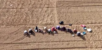 Taşköprü Sarımsağı Ekimine Oruçlu Kadınlar Devam Ediyor