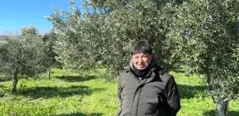 Soğuk Hava Dalgası Zeytin Üretimini Olumlu Etkiledi