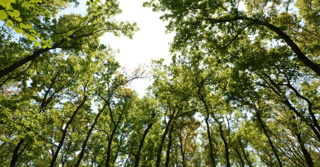 Yeşilay Haftası nedir, ne zaman? Yeşilay Haftası'nın anlamı ve önemi nedir? Yeşilay Haftası nedir, ne zaman? Yeşilay Haftası'nın anlamı ve önemi nedir?