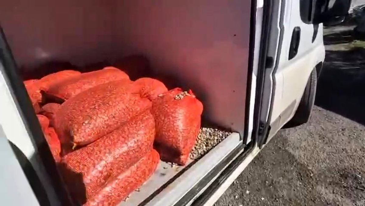 Samsun'da Kaçak Midye Denetimi: 1 Ton 180 Kilo Midye Denize Bırakıldı