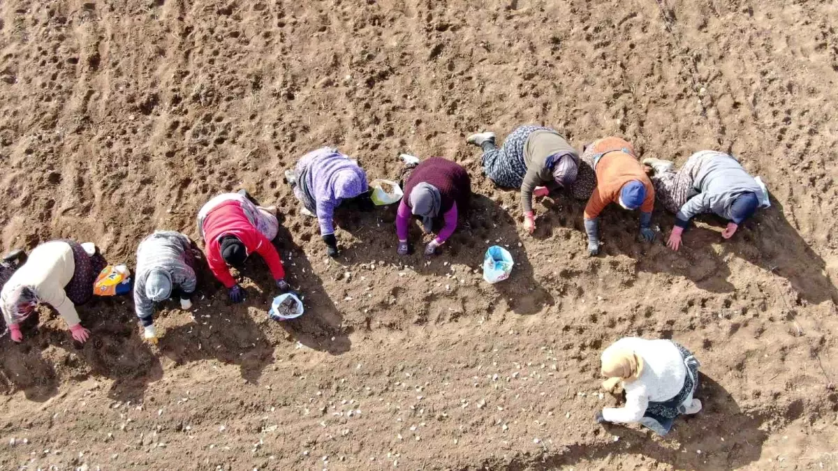 Kastamonu'da Sarımsak Tarlalarında Emek Harcayan Kadınlar: 35 Yılın Hikayesi