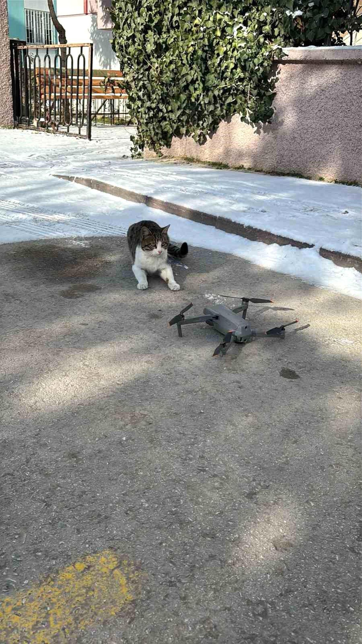 Konya'da Kedi ile Dronun Komik Mücadelesi