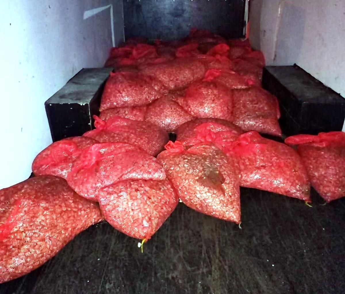 Samsun'da Yasa Dışı Midye Avcılığına Baskın: 3 Ton Midye Ele Geçirildi