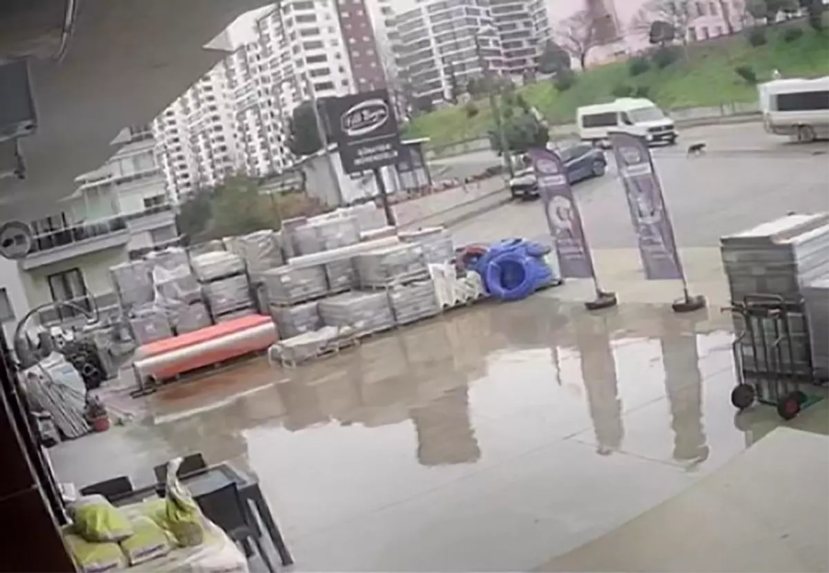 Trabzon’da Servis Sürücüsü Sokak Köpeğine Çarptı
