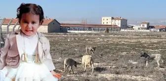 Rana'nın başıboş köpek saldırında ölmesine ilişkin 2 müfettiş Konya'da