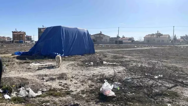 A 2-Year-Old Child Lost His Life in the Dog Attack in Konya