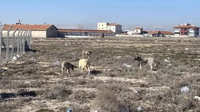 A 2-Year-Old Child Lost His Life in the Dog Attack in Konya