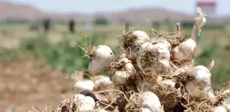 Aksaray'ın Organik Sarımsağına İspanya'dan Yatırım Desteği