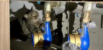 Kanalizasyona Sıkışan Kedi İtfaiye Ekipleri Tarafından Kurtarıldı