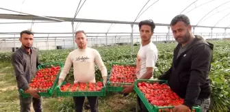 Silifke'de Çilek Hasadında Dondan Kaynaklı Kayıplar