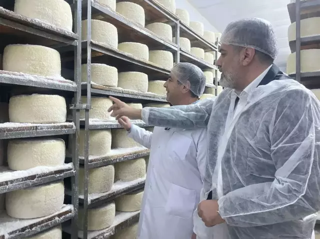 Cheese Export from Şanlıurfa to the World: A Success Story from Tent to Factory