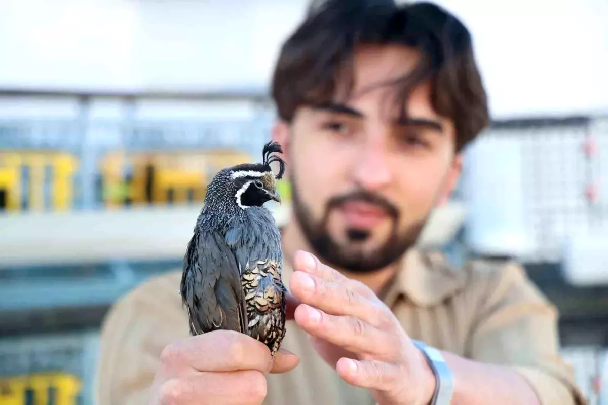 Elazığlı Üniversite Öğrencisi Egzotik Bıldırcın Üretiyor ve İhraç Ediyor