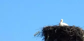 Muğla'da Leyleklerin Bahar Dönüşü Coşkusu