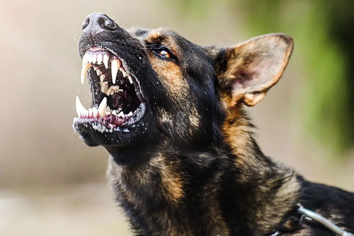 Başıboş köpek saldırılarına soruşturma başlatıldı