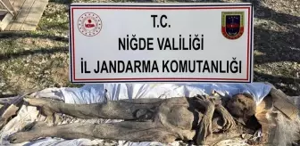 Niğde'de Ortaçağ Dönemine Ait Mumya Operasyonu