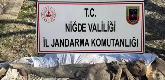 Niğde'de Orta Çağ dönemine ait mumya satmaya çalışan 6 kişi yakalandı