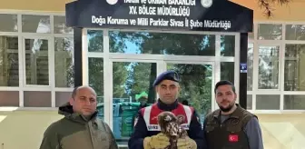 Sivas'ta Yaralı Kızılşahin ve Kaya Kartalı Koruma Altına Alındı