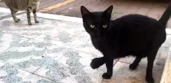 Antalya'da Kayıp Kedi Endişesi: 'Karam' Aranıyor