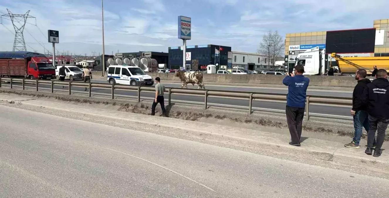 Sakarya'da Tosun Trafiği Alt Üst Etti