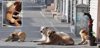 Küçük çocuk, sokak köpeğinin saldırısında bu hale geldi