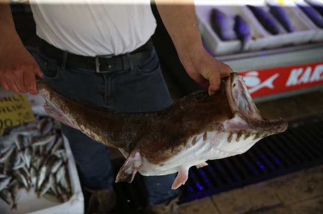 Lanternfish Rarely Seen in Ordu Caught: Weight 500 Grams, Price 3,250 Lira Each