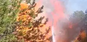 Aydın'da Orman Yangınları Endişe Veriyor