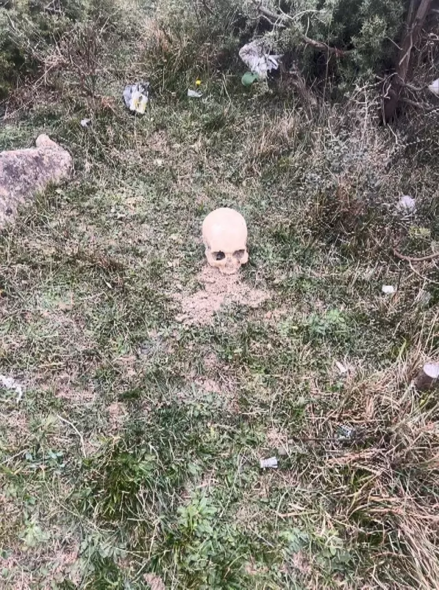 A human skull was found in a wooded area in Arnavutköy