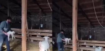 Çiftçinin yavrusunu istemeyen keçiyle imtihanı: Az önce sen çıkardın ya