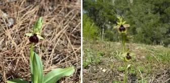 Kemer orkidesini koparmanın cezası 557 bin 212 lira