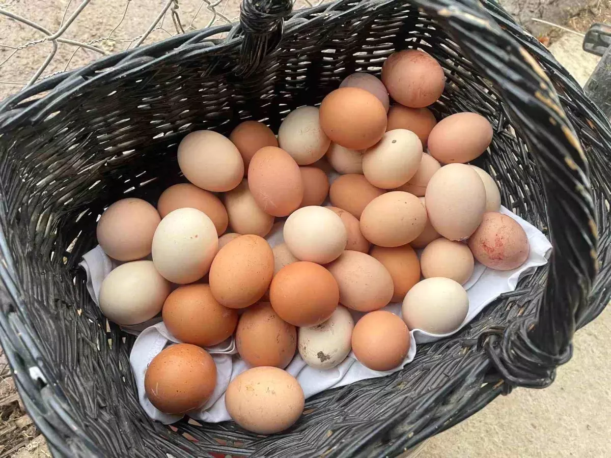 Yumurta Fiyatlarındaki Artışın Nedenleri ve Geleceği