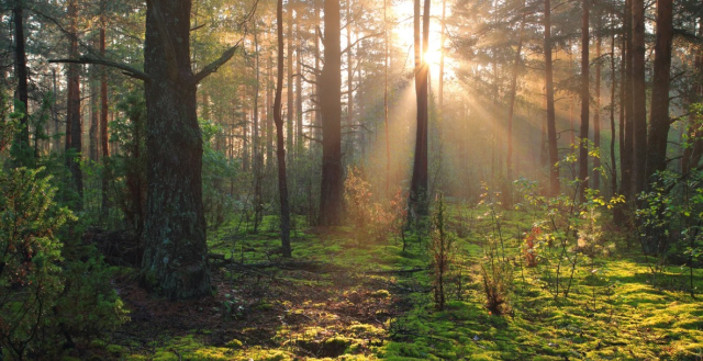 Orman Haftası ne zaman 2025? Orman Haftası nasıl kutlanır?