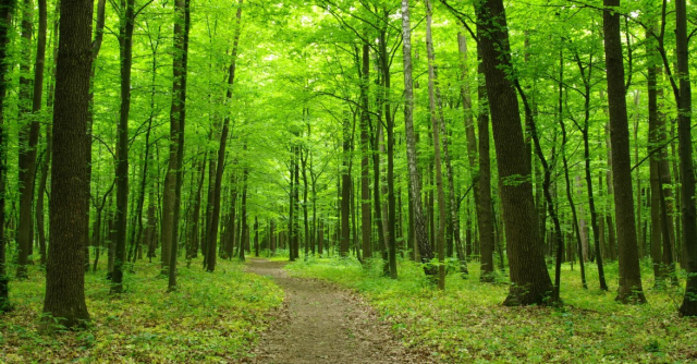 Orman Haftası ne zaman 2025? Orman Haftası nasıl kutlanır?