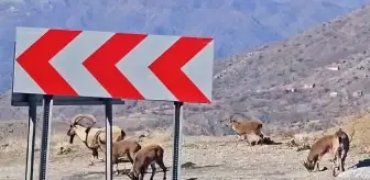 Sincik'te Dağ Keçileri Kara Yoluna İndi