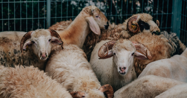 KURBAN BAYRAMI TARİHLERİ 2025 || Kurban Bayramı ne zaman? Kurban Bayramı tatili kaç gün? Dini günler takvimi!