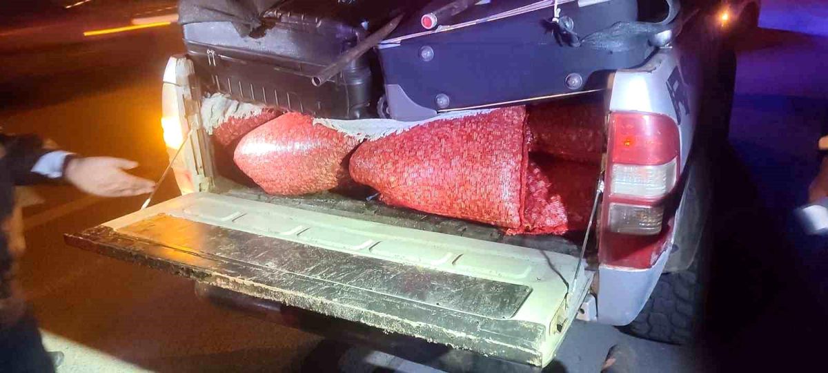 Samsun'da 600 Kilo Kaçak Kum Midyesi Ele Geçirildi