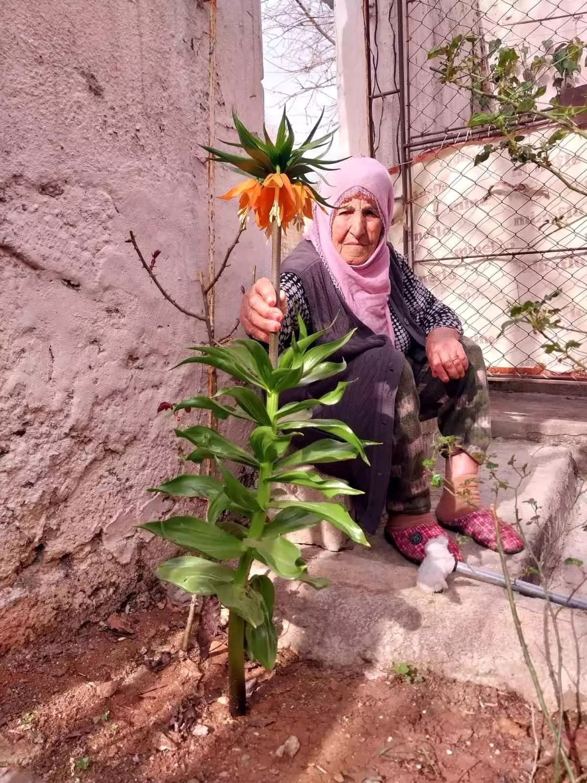 90 Yaşındaki Kadın, Eşinin Hatırası Olan Ters Lale ile Anılarını Yaşatıyor