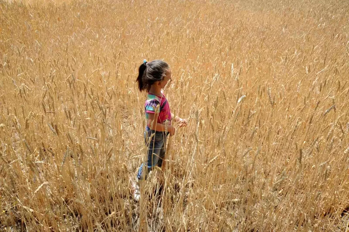 2025/2026 Tahıl Üretimi 2 Milyar 368 Milyon Ton Olacak