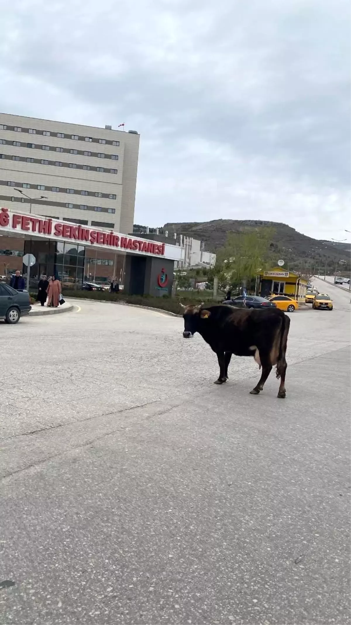 Elazığ'da Hastane Önünde İneğin Gezintisi
